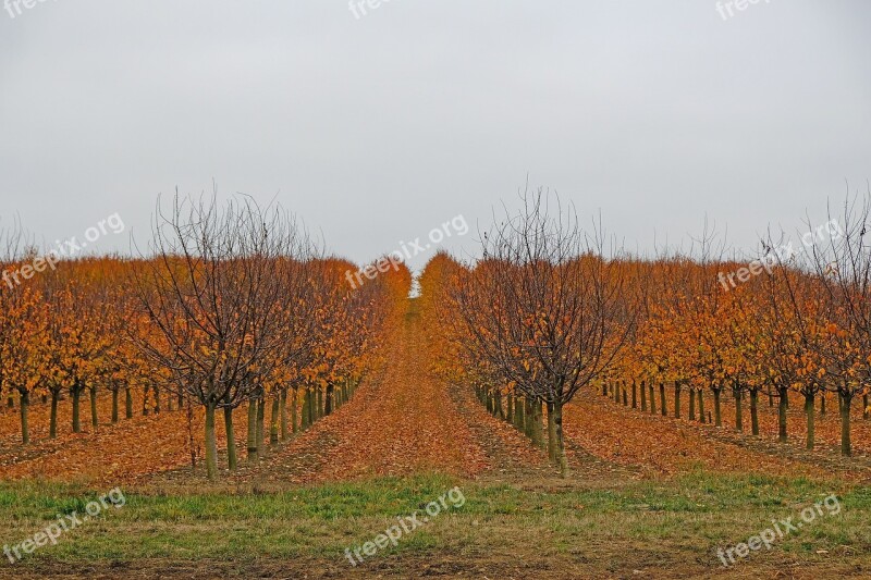 Autumn Fruit Trees Nature Harvested Leaves