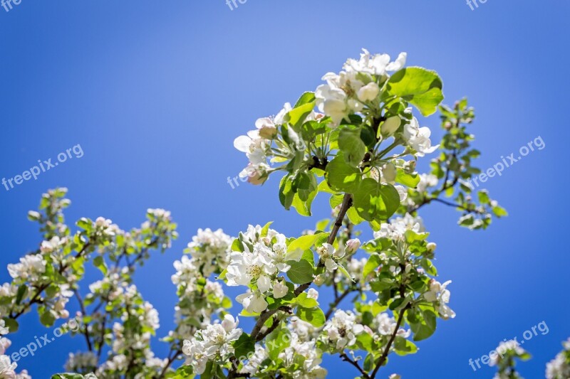 Apple Blossom Spring Nature Tree Beautifully