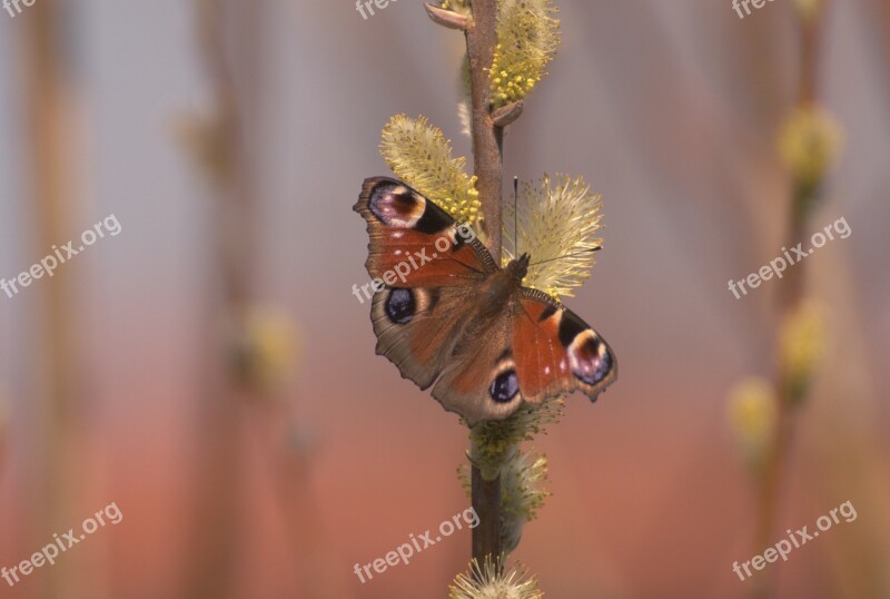 Rusalka Butterfly Mo Insect Summer