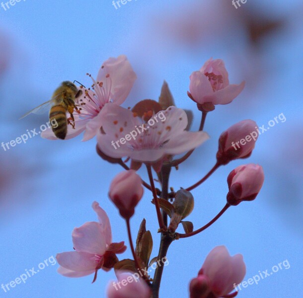 Bee Honey Collect Hard Working Cherry Blossom