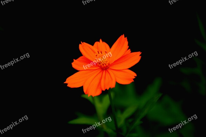 Nature Flower Beautiful Blossom Plant