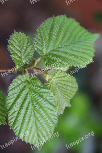 Leaves Hazelnut Hazel Leaves Leaf Veins Green