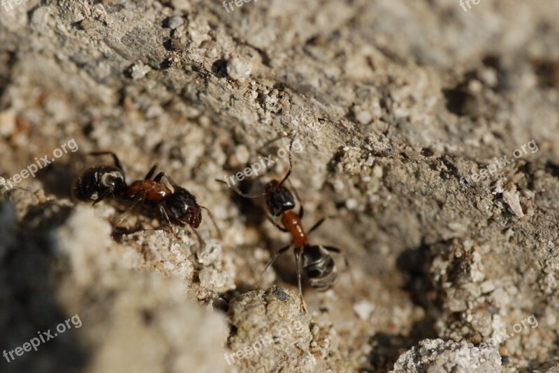 Ants Spring Park Nature Yellow