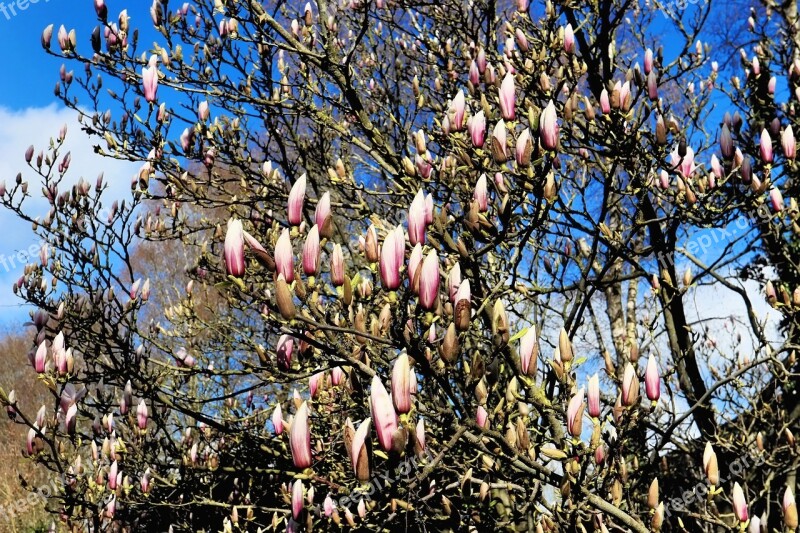 Magnolia Bud Spring Nature Pink