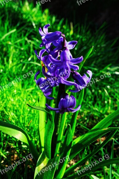 Hyacinth Flower Blossom Bloom Bloom