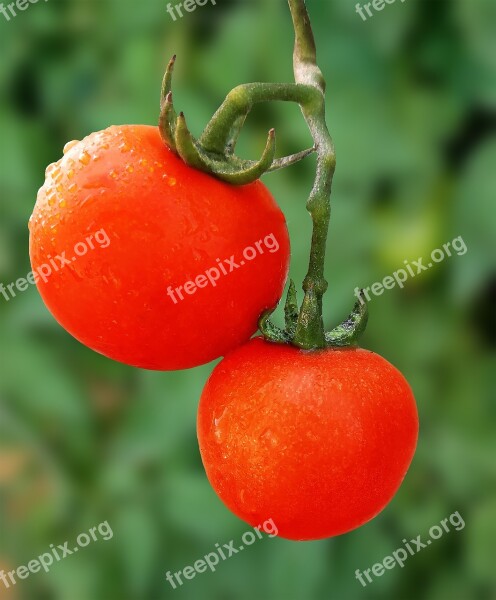 Tomato Veggies Health Plant Fruits