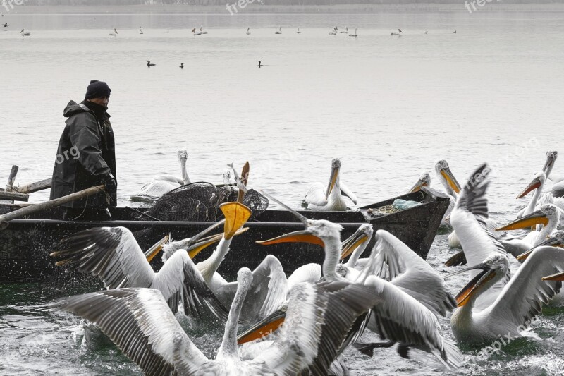 Fisher Pelicans Pelecanus Bird Nature