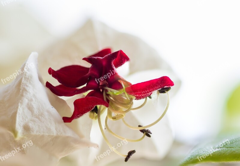 Close Up Blossom Bloom Nature Macro