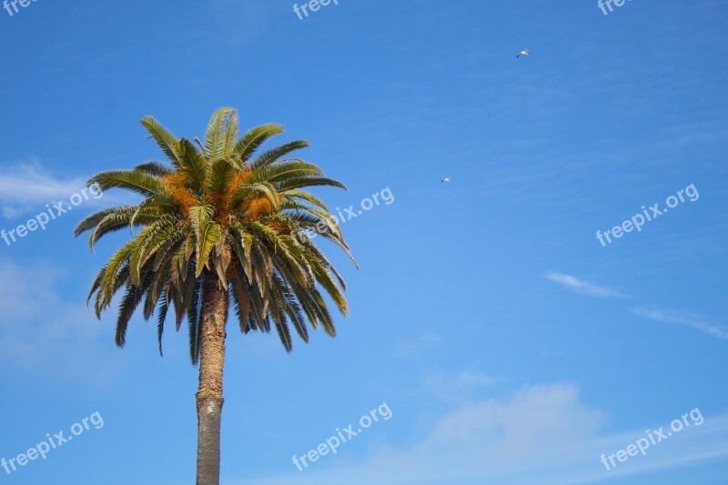 Coconut Tree Beach Summer Mar Holidays