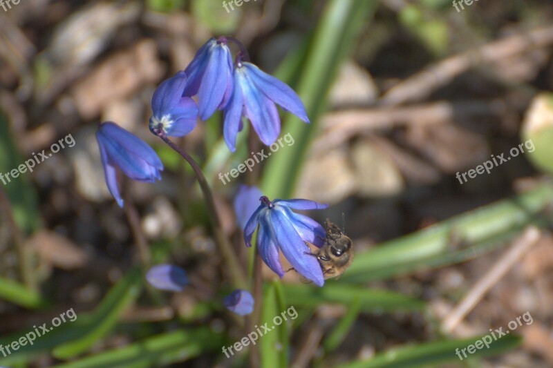 Cebulica Siberian Scilla Siberica Flowers Not Flower