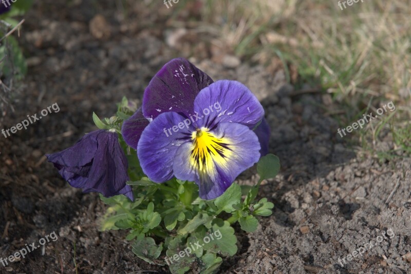 Vanishing Pansies Flowers Spring Garden