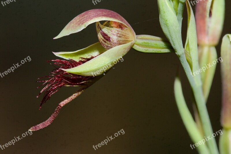 Orchid Wildflower Australia Calochilus Grandifloras Golden Beard Orchid