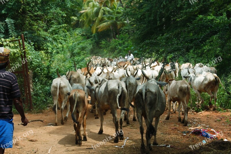 Cattle Farmer Cows Livestock Animal