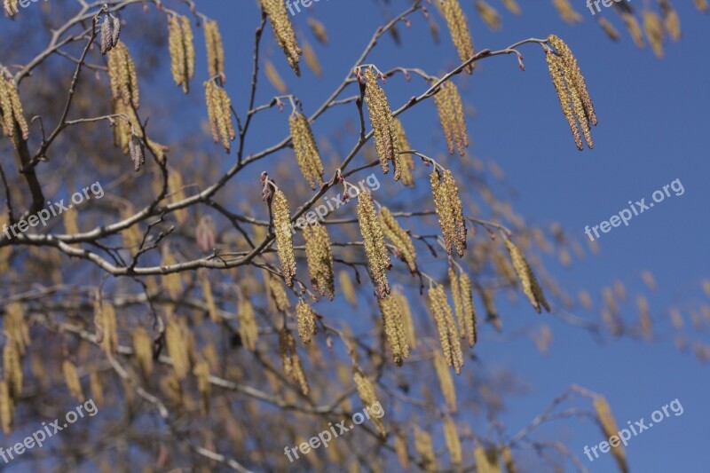 Tree Park Plant Forest Flora