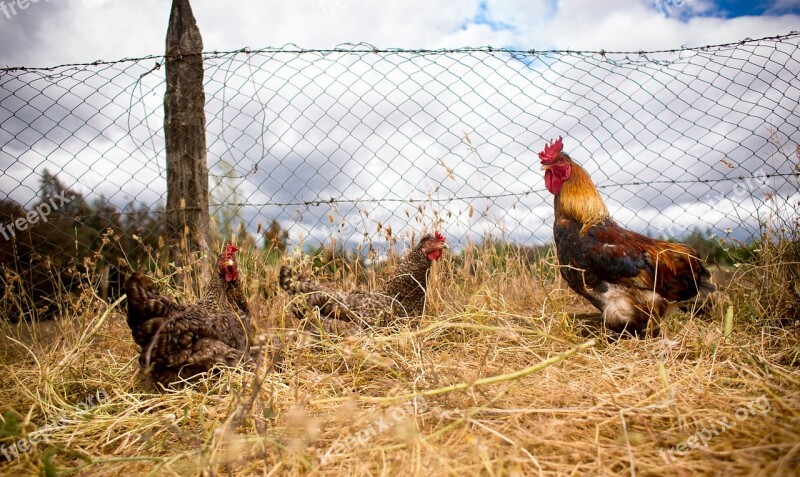 Field Hens Nature Farm Pen