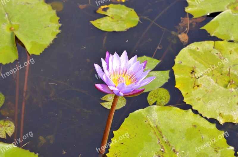 Lotus Flower Nature Pink Pond