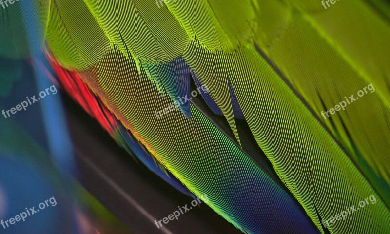 Parrot Closeup Feathers Colourful Bird