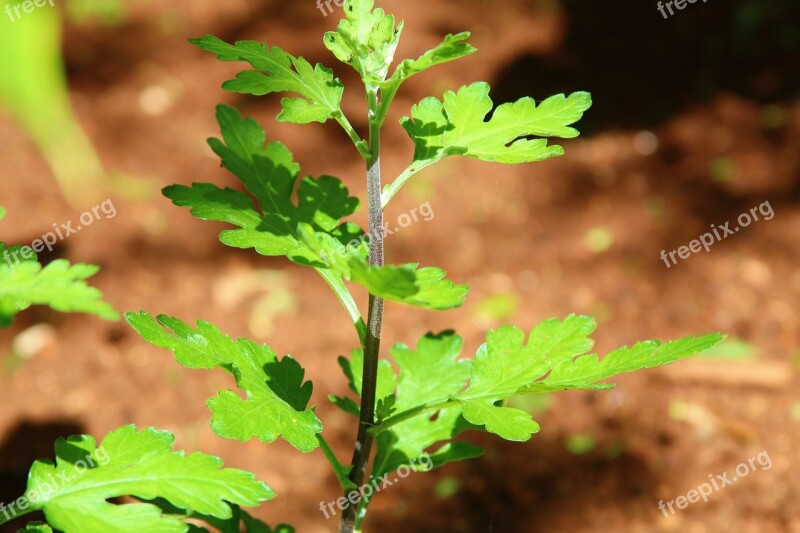 Chrysanthemum Plant Garden Free Photos