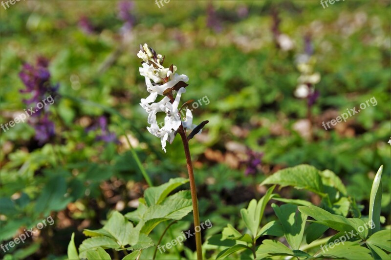 White Inflorescence The Floodplain Forest The Vegetation