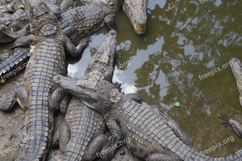 Crocodiles Crocodile Reptile Risk Animal World