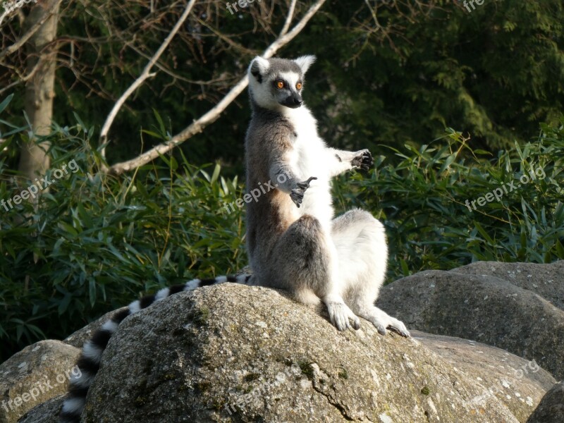 Lemur Primates Animal World Animal Nature