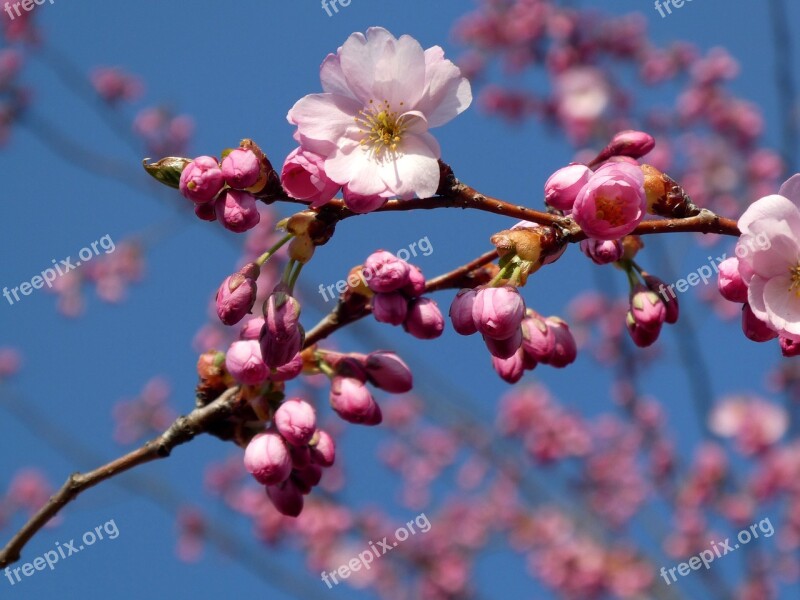 Japanese Cherry Trees Cherry Blossom Flower Branch Tree