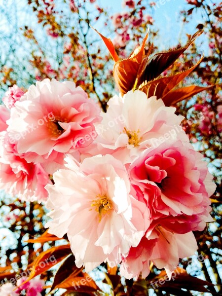 Spring Afternoon Flowers Pastel Colours March