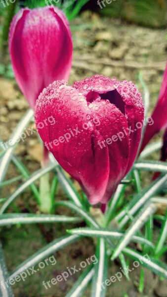 Crocus Garden Fuchsia Flowers Wather Drops