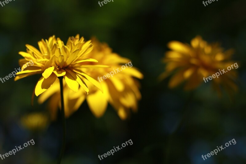 Yellow Flover Nature Sunshine Landscape