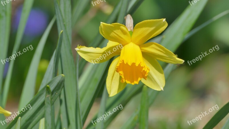 Daffodil Narcissus Flower Spring April