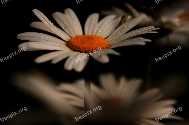 Germany Neverin Mecklenburg Vorpommern Margarite Flower