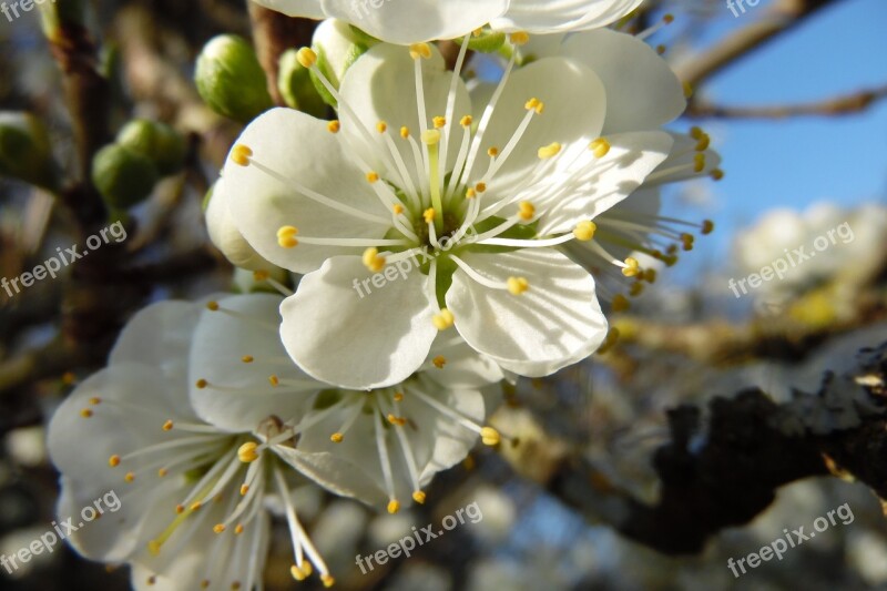 Flower White Flowers Nature Spring