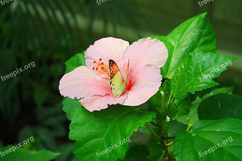 Flower Butterfly Leaves Plant Green