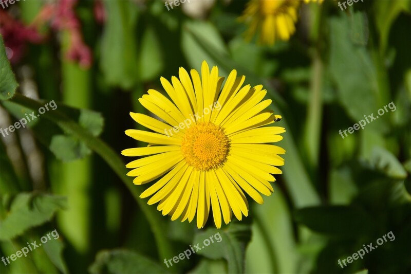 Flower Yellow Petals Flowers Spring