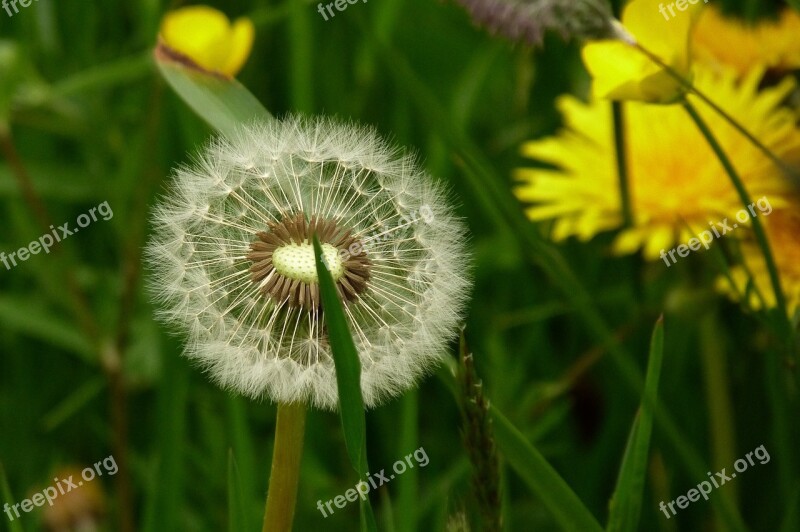 Seed Head Dandelion Nature Fluffy