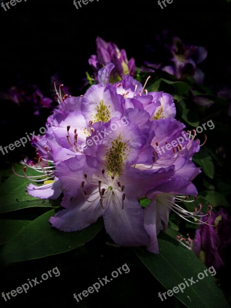 Rhododendron Rhododendron Park Purple Violet Flowers