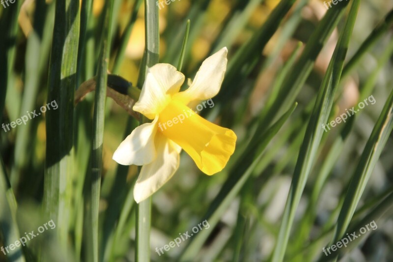 Narcissus Flowering Spring Flower Daffodils