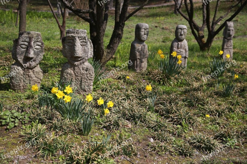 Narcissus Spring Plants Garden Nature