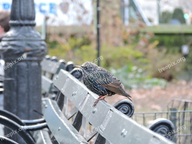 Bird Central Park Feathers Watchman Majestic