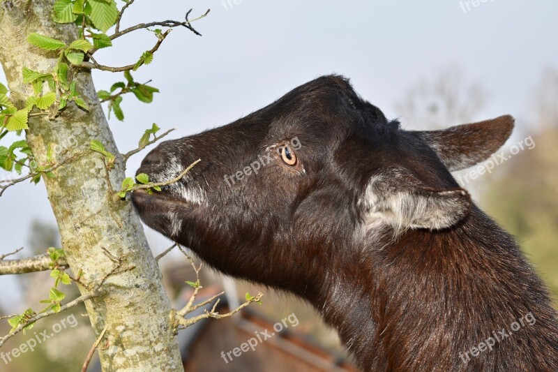 Goat Animal Portrait Of Goat Goat Eating Tree Leaf Goat Alpine