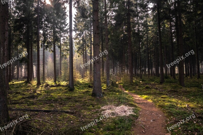 Forest Dutch Landscape Nature Holland