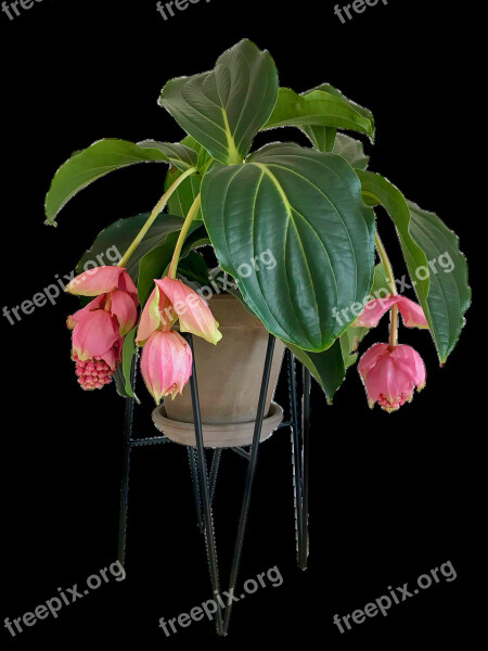 Medinilla Flower House Plant Stueblomst Flower In The Jar