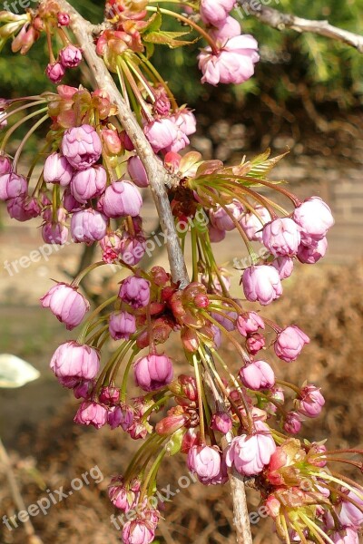 Prunus Japanese Cherry Blossom Button Tree