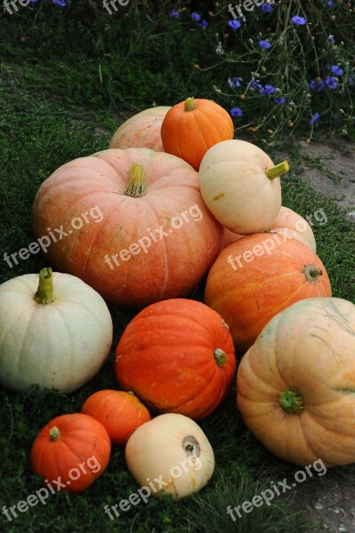 Pumpkin Autumn Harvest Decorative In The Fall Of