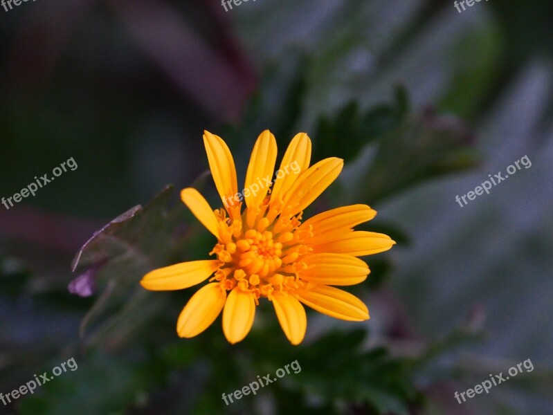 Flower Yellow Flower Plant Free Photos