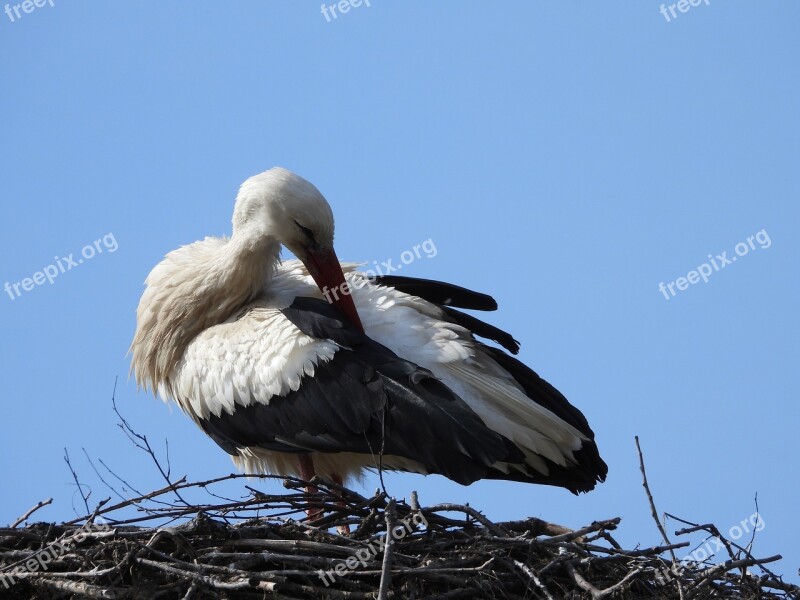 Stork Socket Spring Plumage Bird