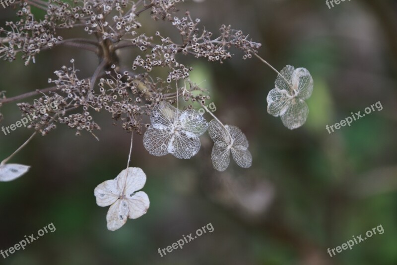 Close Up Flowers Transience Tender Garden