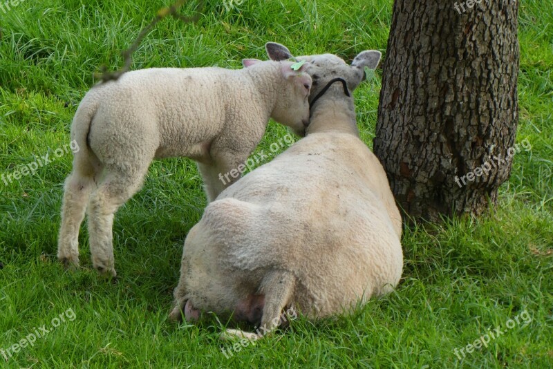 Lamb Sheep Pasture Spring Meadow