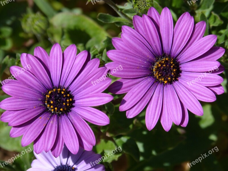 Flower Daisy Lilac Petals Pollen