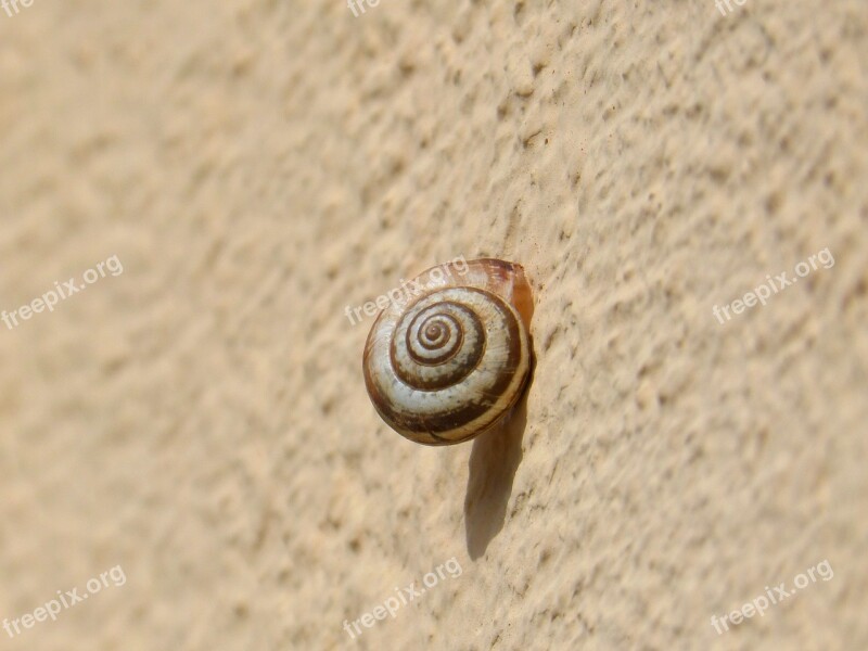 Snail Contrast Spiral Small Black And White